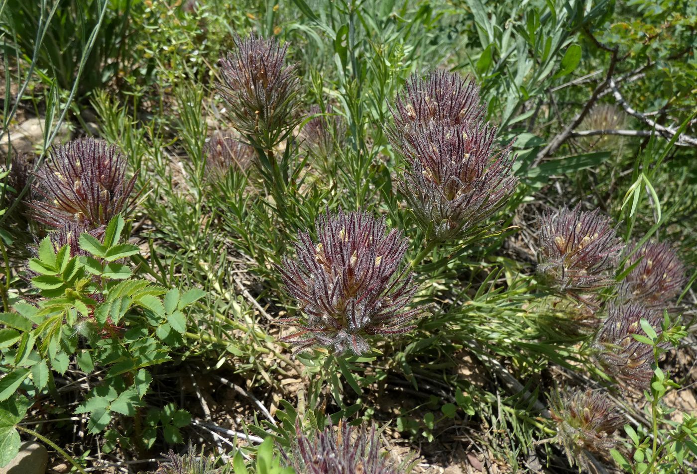 Image of Bungea vesiculifera specimen.