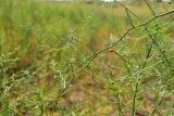 Asparagus inderiensis. Часть веточки с плодами. Астраханская обл., Наримановский р-н, окр. с. Николаевка, опустыненная степь, склон солонцеватой низины. 04.06.2026.