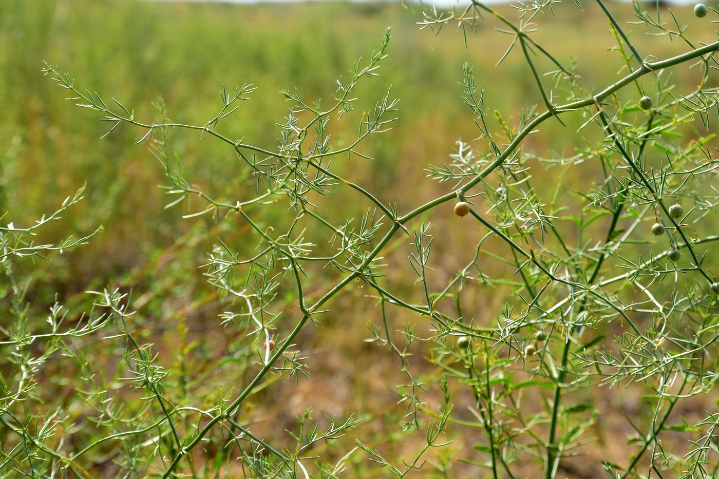 Image of Asparagus inderiensis specimen.