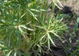 Pulsatilla multifida