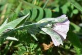 unknown species. Цветок. Грузия, край Самцхе-Джавахети, Ахалцихский муниципалитет, 400 м от окр. с. Гуркели, левый борт р. Цинубанисцкали, выс. 1050 м н.у.м., луг. 8 июня 2026 г.