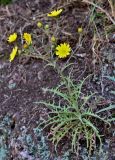 Crepis vesicaria ssp. andryaloides