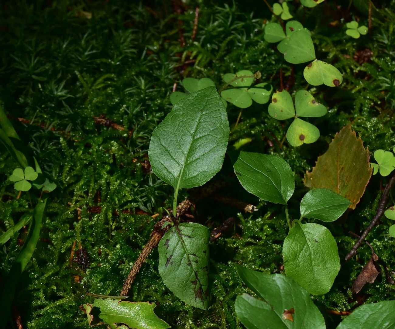 Изображение особи Orthilia secunda.