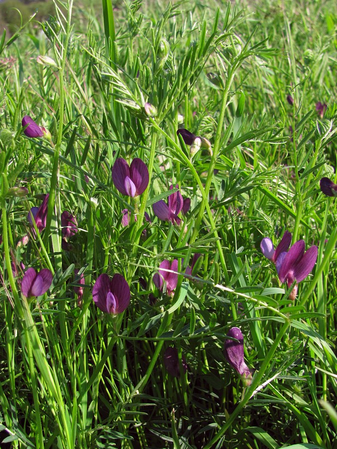 Изображение особи Vicia peregrina.