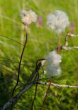 Anemone sylvestris. Верхушки побегов с плодами и облетающими семенами. Оренбургская обл., Саракташский р-н, Жёлтинский сельсовет, хр. Карамурунтау, подножие горы Нос, разнотравно-злаковый луг. 10 июня 2025 г.