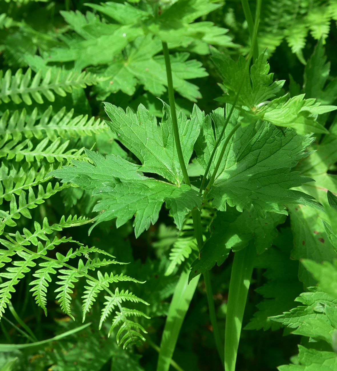 Изображение особи род Geranium.