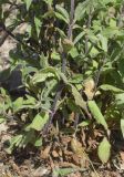род Silene. Прикорневая часть растения. Жирона, комарка Баш Эмпорда, муниципалитет Пальс, берег лагуны Les basses d'en Coll, небольшая полоса намывного песка вблизи от дельты канала rec del Molí de Pals. 23.04.2026.