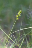 Carex spicata. Верхушка побега с соплодием. Татарстан, окр. с. Камское Устье, разнотравный луг на краю осыпающегося обрывистого берега. 07.06.2026.
