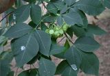 Ptelea trifoliata. Листья и соплодие. Краснодарский край, г. Сочи, парк \"Дендрарий\". 17.08.2026.