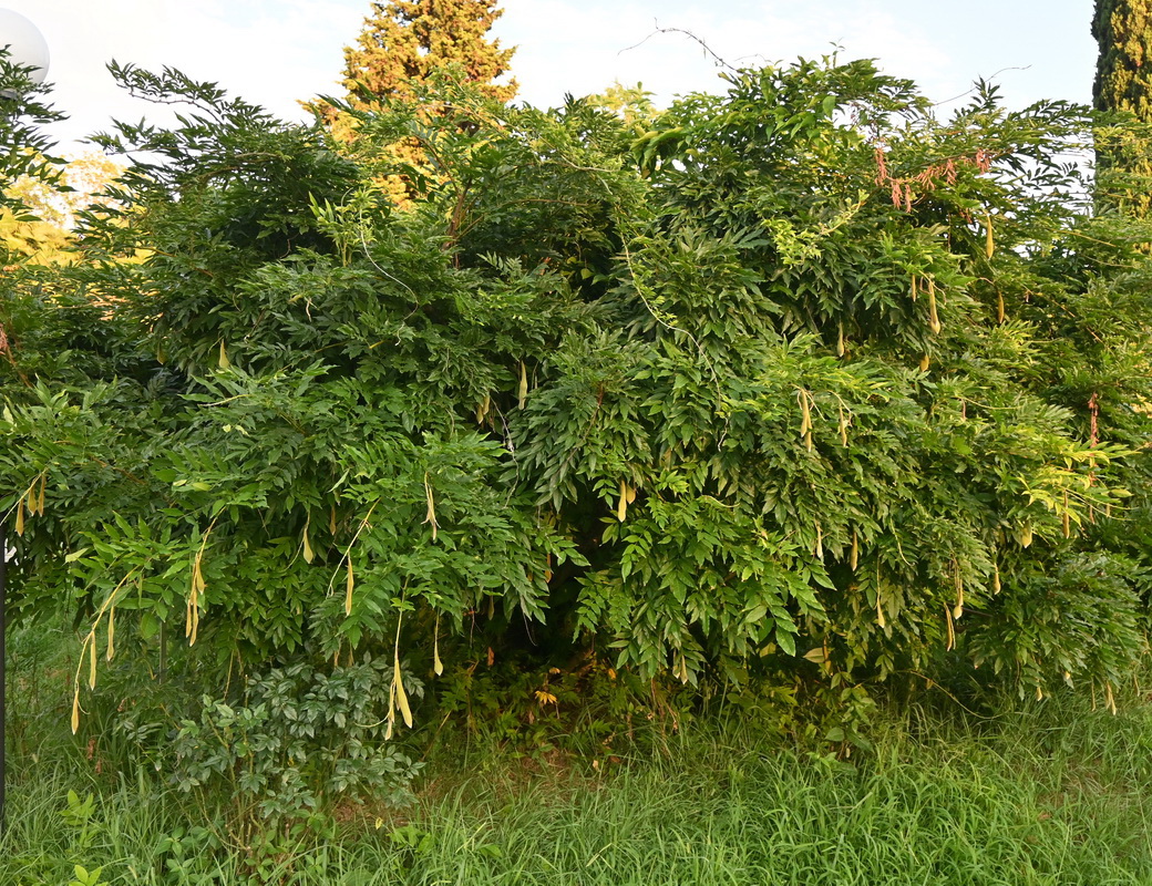 Image of genus Wisteria specimen.