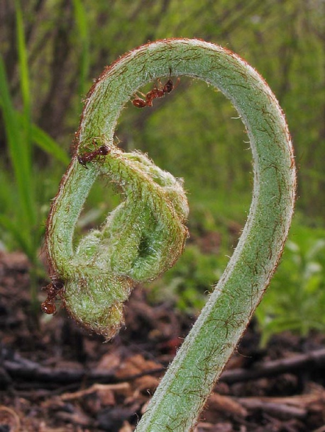 Изображение особи Pteridium pinetorum ssp. sibiricum.