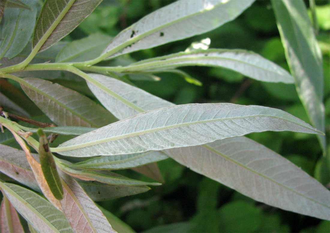 Image of Salix gmelinii specimen.