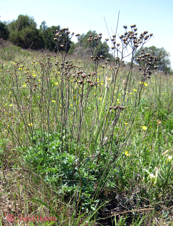 Image of Ruta divaricata specimen.