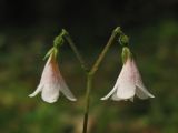 Linnaea borealis. Соцветие. Нидерланды, провинция Drenthe, окрестности населённого пункта Anderen, Heidehof, в посадках лиственницы. 31 мая 2008 г.