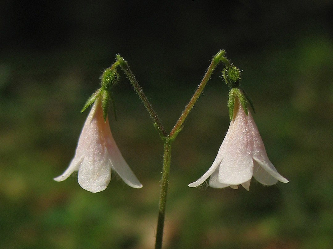 Image of Linnaea borealis specimen.