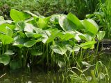 Calla palustris. Листья. Московская обл., Раменский р-н, окр. дер. Хрипань. 23.06.2005.