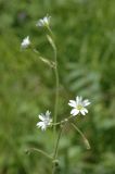 Cerastium pusillum