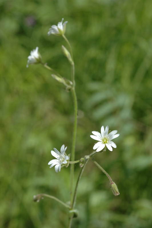 Изображение особи Cerastium pusillum.