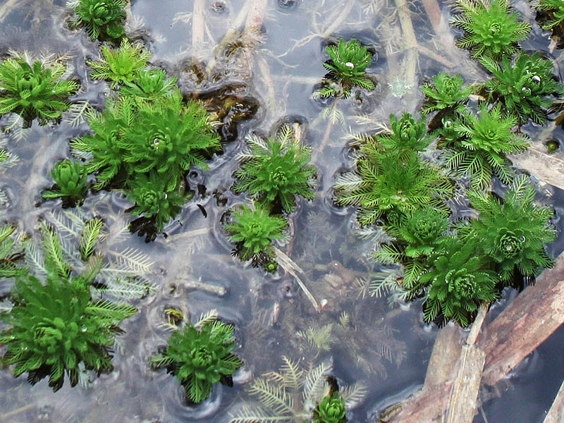 Image of Myriophyllum verticillatum specimen.