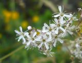 Gypsophila altissima