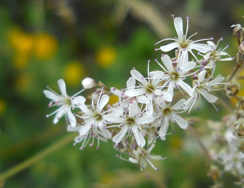 Image of Gypsophila altissima specimen.