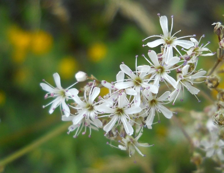 Изображение особи Gypsophila altissima.