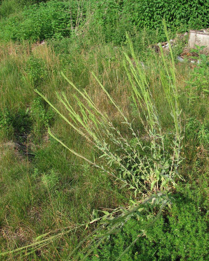 Image of Turritis glabra specimen.