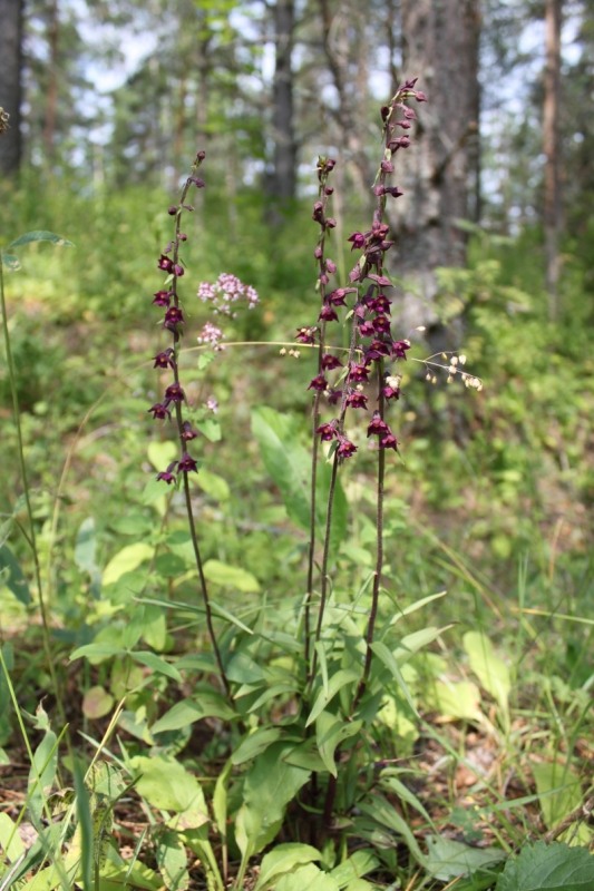 Изображение особи Epipactis atrorubens.