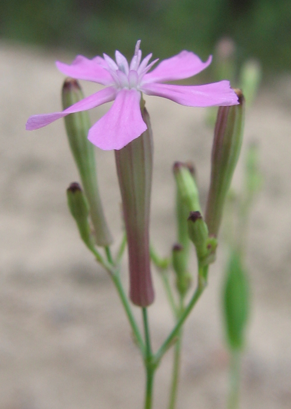 Изображение особи Silene lituanica.