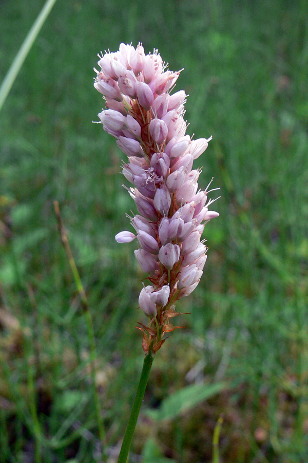 Изображение особи Bistorta officinalis.