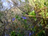 Teucrium procerum