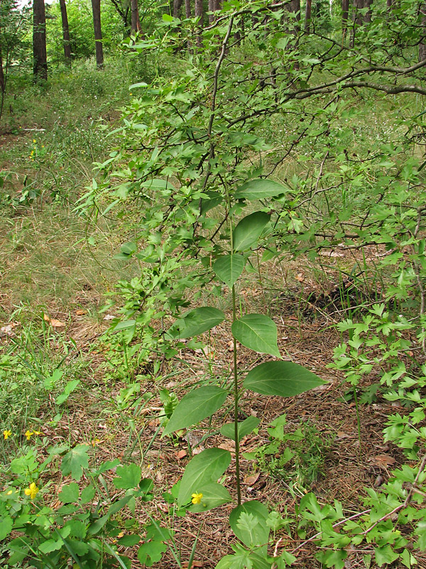 Изображение особи Vincetoxicum scandens.