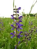 Salvia pratensis. Соцветие. Крым, Симферополь, Долгоруковская яйла. 12 июня 2011 г.