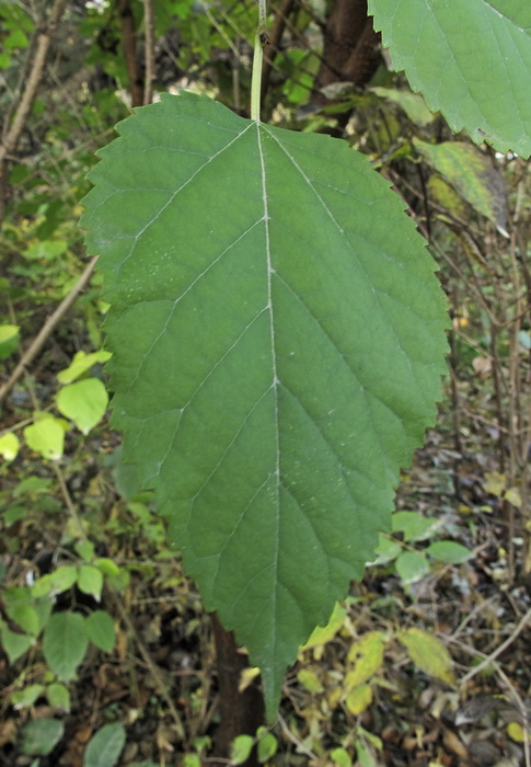 Image of Morus alba specimen.