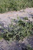 Centaurea belangeriana. Вегетирующее растение. Таджикистан, предгорья Гиссарского хр., Северные холмы. 15.05.2011.