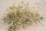 Zygophyllum eichwaldii. Плодоносящее растение. Узбекистан, Бухарская обл., засолённые пески у южного берега озера Денгизкуль. 27.10.2011.