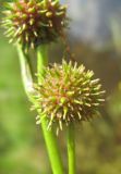 Sparganium angustifolium