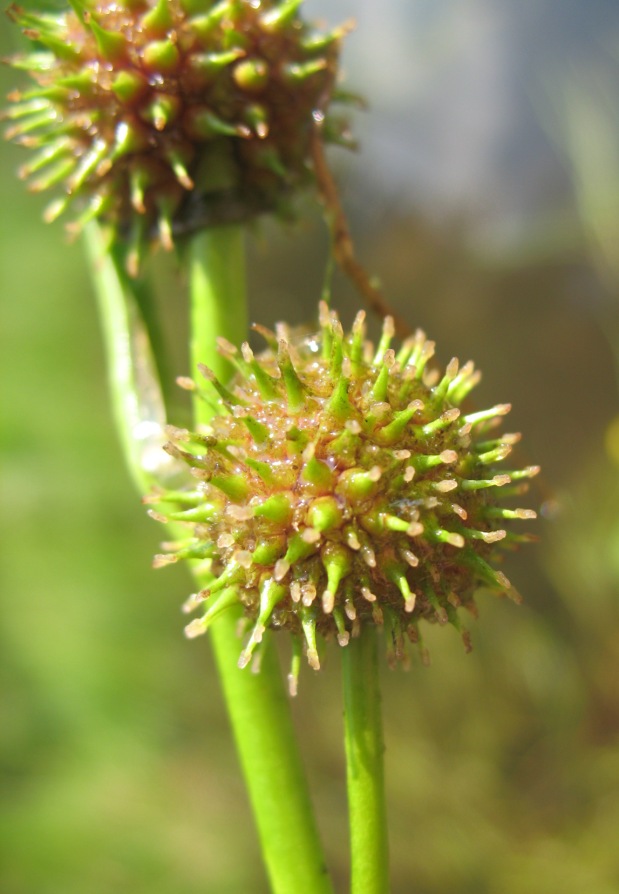 Image of Sparganium angustifolium specimen.