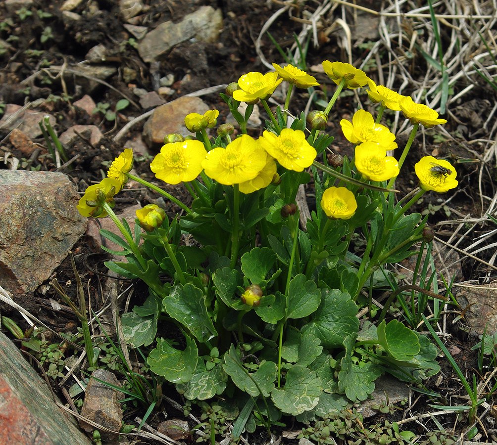 Image of Ranunculus alberti specimen.