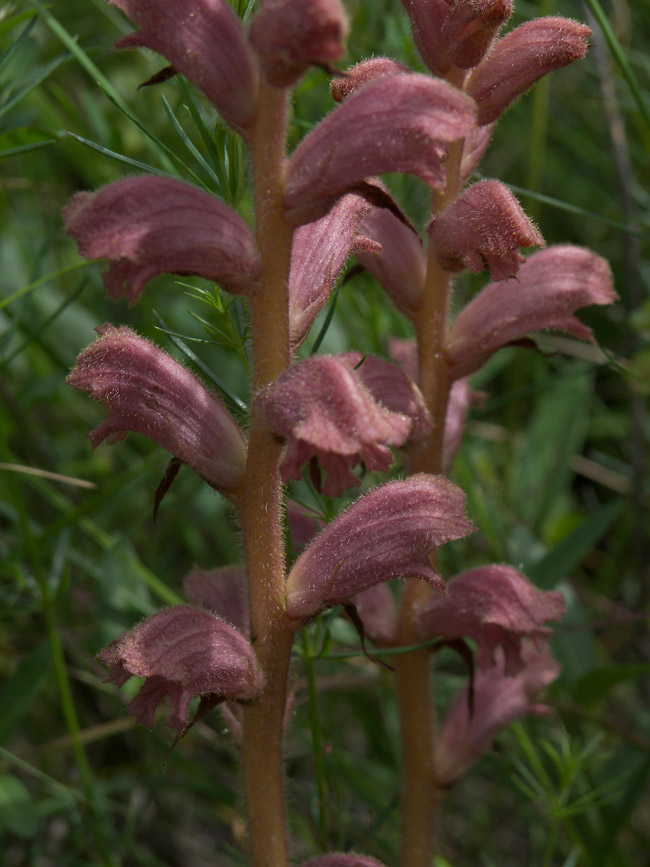 Изображение особи Orobanche caryophyllacea.