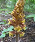 Orobanche laxissima