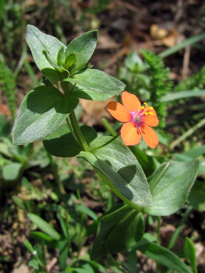 Изображение особи Anagallis arvensis.