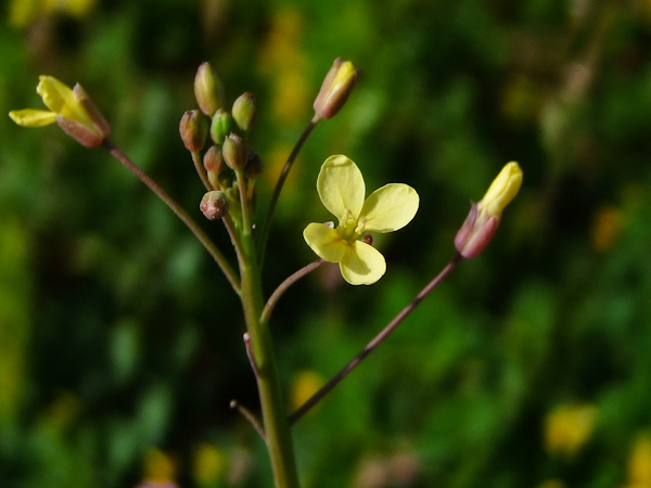 Изображение особи Brassica sisymbrioides.