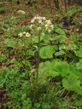 Petasites albus