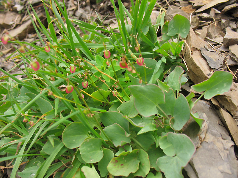 Изображение особи Rumex scutatus.