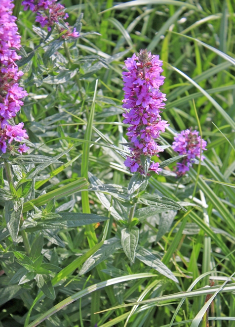 Image of Lythrum salicaria specimen.