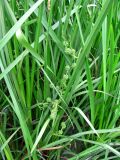 Sparganium erectum