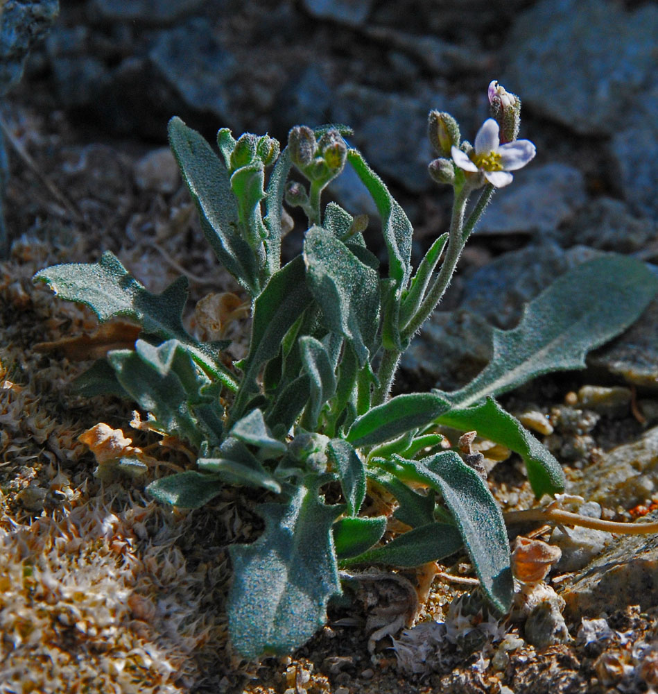 Изображение особи Crucihimalaya rupicola.