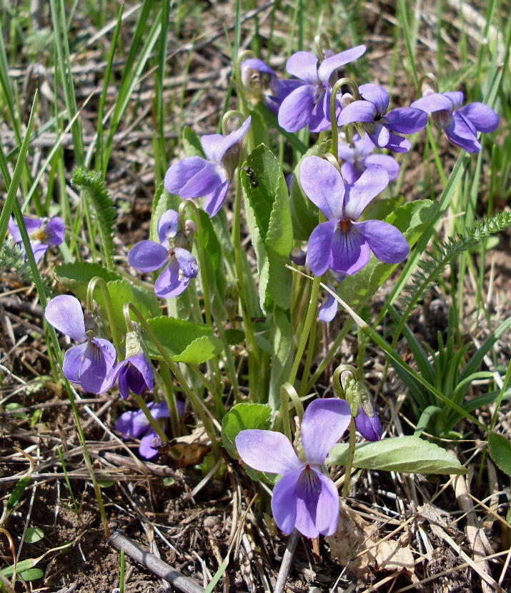 Image of Viola ambigua specimen.