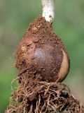 Gagea aipetriensis